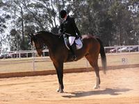 StarlightStables